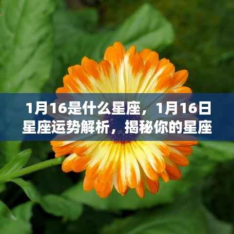 揭秘1月16日的星座性格与未来运势,星座运势深度解析及性格揭秘