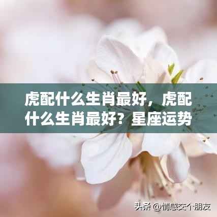 生肖虎的最佳配对生肖揭秘,星座运势下的生肖合作奥秘