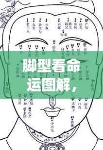 脚型揭示命运密码,图解人生轨迹与命运关联探索