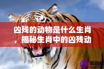 揭秘生肖中的凶残动物,探寻背后的神秘力量与神秘关联