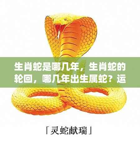 生肖蛇的轮回与运势解读,哪几年出生属蛇?案例分析与详解