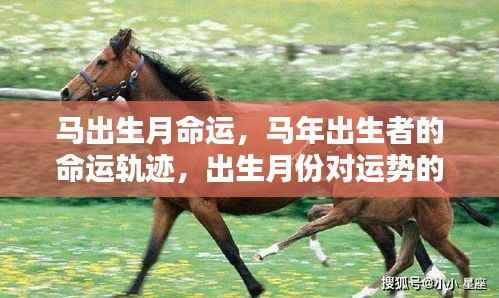 马年出生者的命运轨迹,出生月份对运势的影响解析