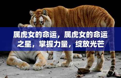 属虎女性的命运之星,掌握力量,绽放独特光芒