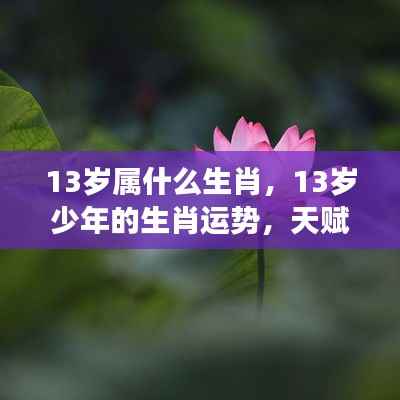 13岁少年的生肖运势与天赋异禀,未来展望