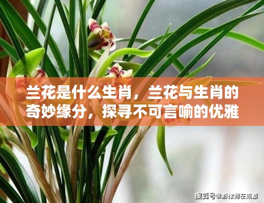 兰花与生肖的奇妙缘分,优雅与运势的探寻之旅