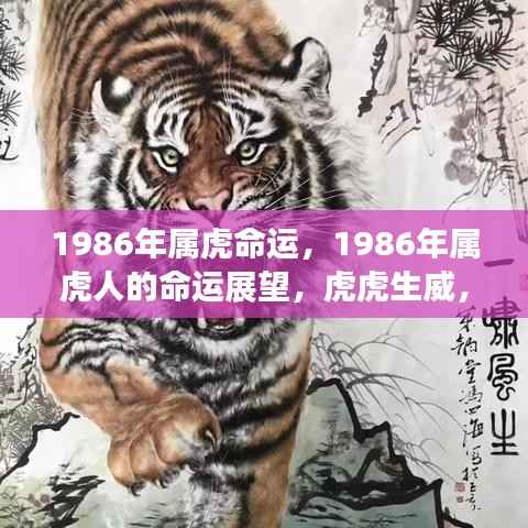 1986年属虎人的命运展望,虎虎生威还是命运多舛?
