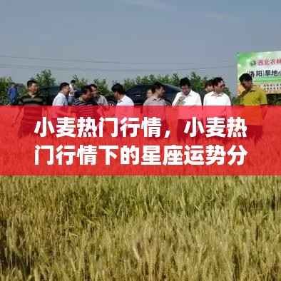 小麦热门行情下的星座运势解析