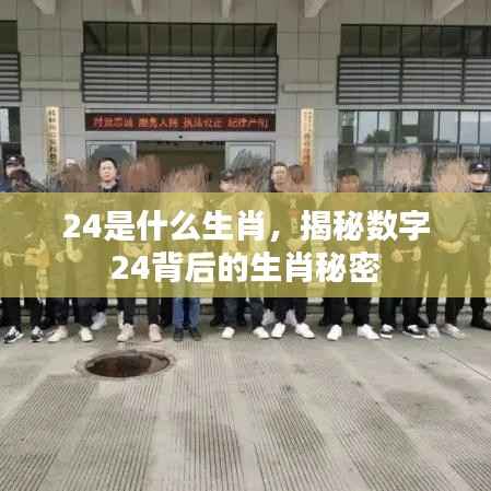 揭秘数字背后的生肖秘密,24代表什么生肖?