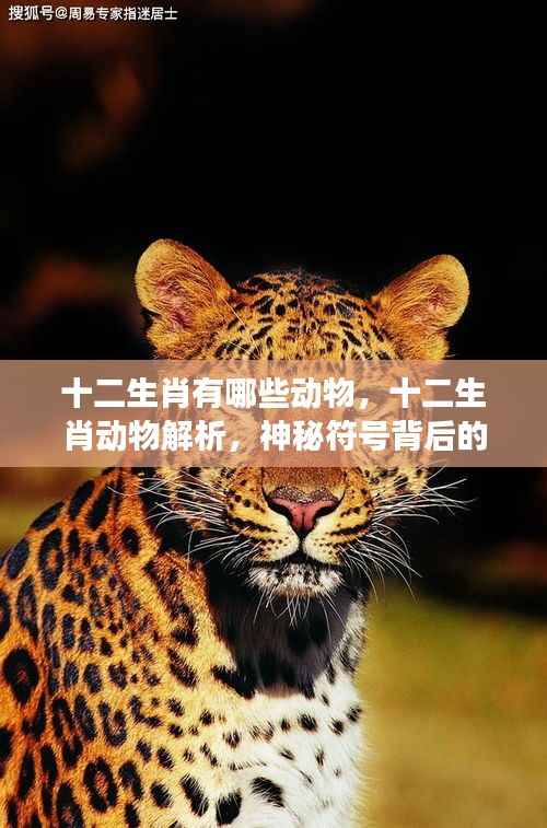 揭秘十二生肖动物背后的神秘符号与运势启示解析