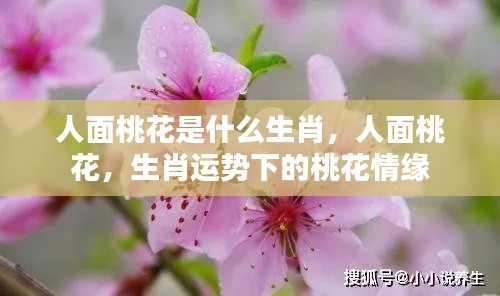 人面桃花下的生肖情缘,桃花情缘与生肖运势揭秘