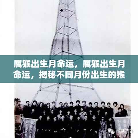 猴年出生月份对性格与运势的影响,揭秘不同月份出生的属猴人的命运与性格特征