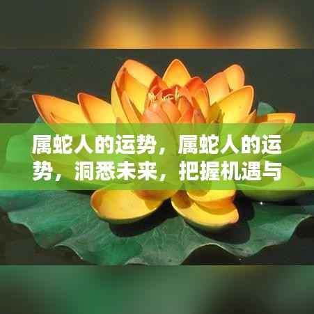 属蛇人的未来运势,洞悉机遇与挑战,把握命运舵手