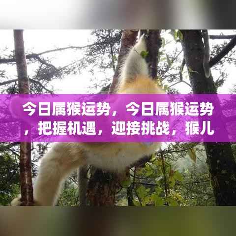 今日属猴运势揭秘,把握机遇,迎接挑战,猴儿们准备就绪!