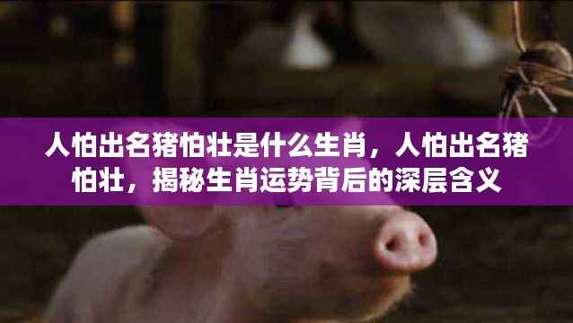 揭秘人怕出名猪怕壮背后的生肖运势深层含义