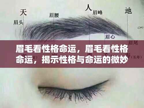 眉毛揭示性格与命运,微妙联系深度解读