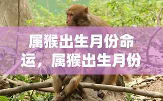 属猴出生月份命运解析,探索命运轨迹