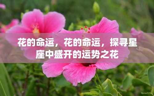 星座运势之花,探寻盛开命运与运势之谜