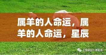 星辰照耀下的属羊人独特命运轨迹