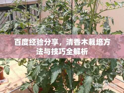 百度经验分享,清香木栽培方法与技巧全解析