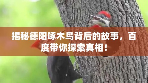 揭秘德阳啄木鸟背后的故事,百度带你探索真相!