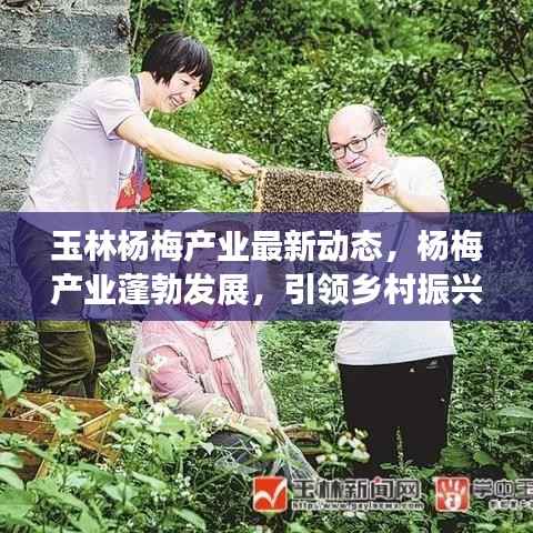 玉林杨梅产业最新动态,杨梅产业蓬勃发展,引领乡村振兴新篇章