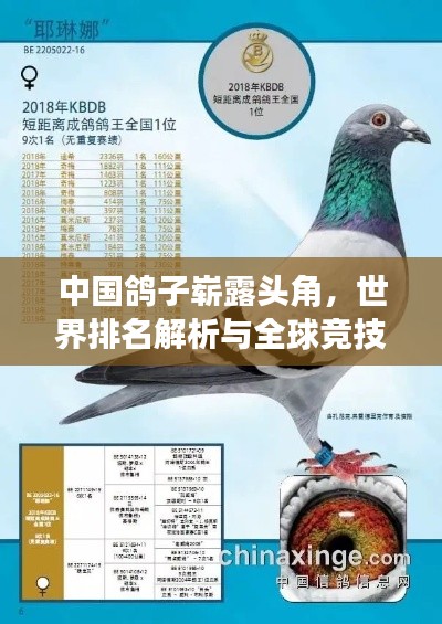 中国鸽子崭露头角,世界排名解析与全球竞技实力展示