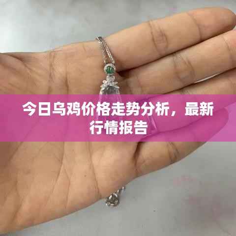 今日乌鸡价格走势分析,最新行情报告