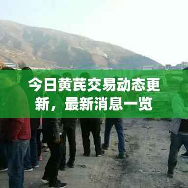 今日黄芪交易动态更新,最新消息一览