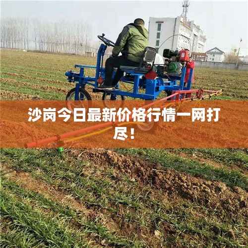 沙岗今日最新价格行情一网打尽!