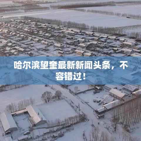 哈尔滨望奎最新新闻头条,不容错过!