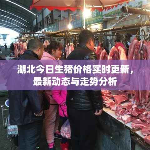湖北今日生猪价格实时更新,最新动态与走势分析