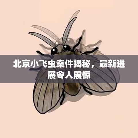 北京小飞虫案件揭秘,最新进展令人震惊