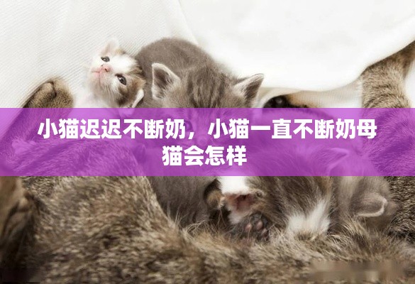 小猫迟迟不断奶,小猫一直不断奶母猫会怎样