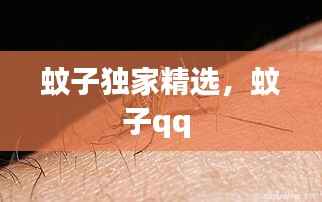 蚊子独家精选,蚊子qq