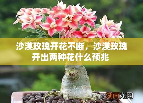 沙漠玫瑰开花不断,沙漠玫瑰开出两种花什么预兆